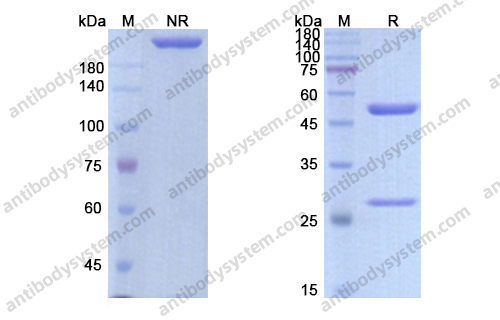 Research Grade Conatumumab