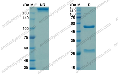 Research Grade Drozitumab