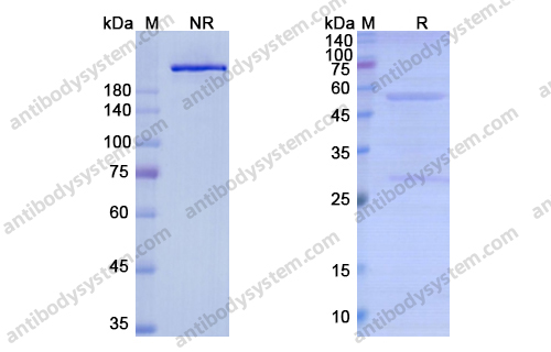 Research Grade Lexatumumab