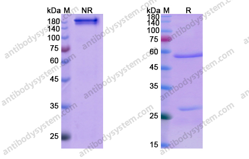 Research Grade Denosumab