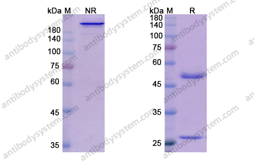 Research Grade Domagrozumab