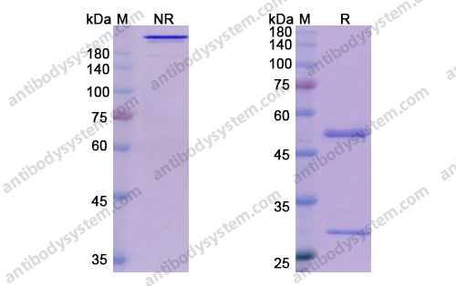 Research Grade Anti-Human PSCA Antibody (MK-4721)
