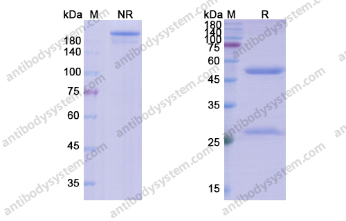 Research Grade Tomaralimab