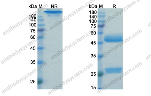 Research Grade Prezalumab