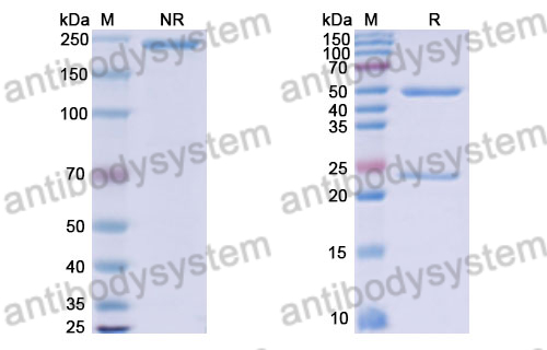 Research Grade Anti-Human DKK1 Antibody (BHQ880)