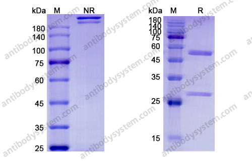 Research Grade Etokimab