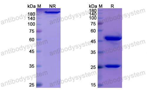 Research Grade Tozorakimab