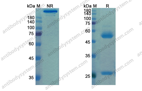 Research Grade Matuzumab