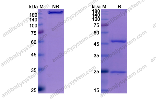 Research Grade Amivantamab