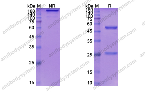 Research Grade Depatuxizumab