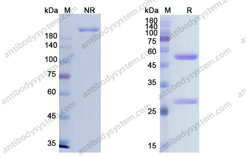 Research Grade Imgatuzumab