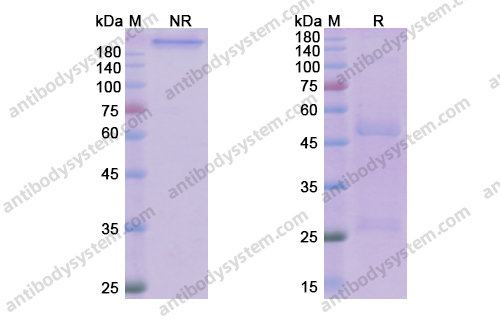 Research Grade Laprituximab