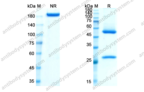 Research Grade Losatuxizumab