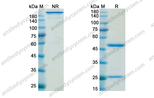 Research Grade Nimotuzumab
