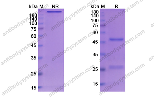 Research Grade Serclutamab