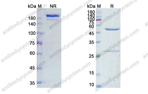 Research Grade Zalutumumab