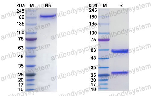 Research Grade Cetuximab Beta
