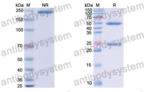 Research Grade Anti-Human TGFa/TGF-alpha Antibody (LY3016859)