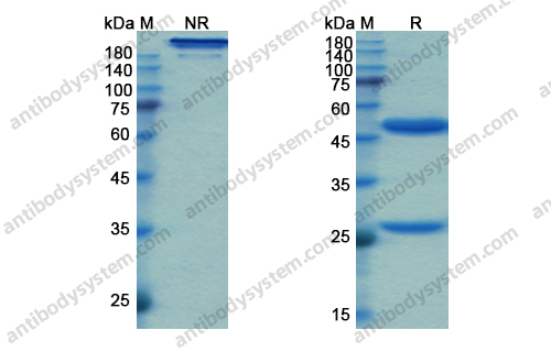 Research Grade Fasinumab