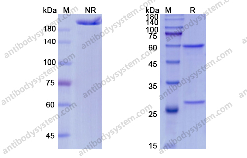 Research Grade Fulranumab