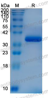 Research Grade Efpegerglucagon