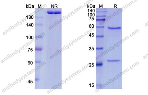 Research Grade Pateclizumab