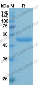 Research Grade Etanercept