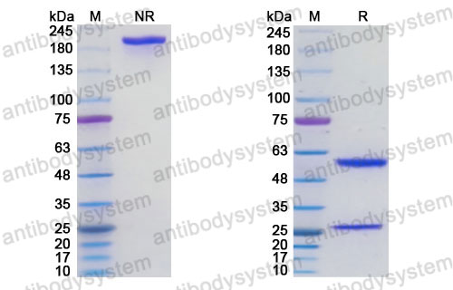 Research Grade Infliximab Beta