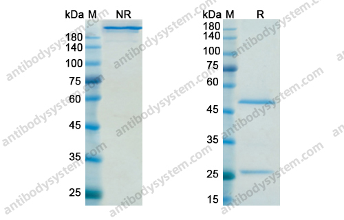 Research Grade Sifalimumab
