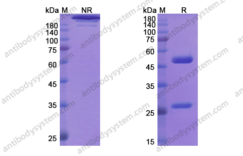 Research Grade Rontalizumab