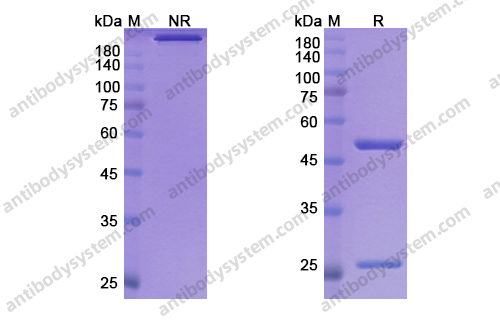 Research Grade Fontolizumab