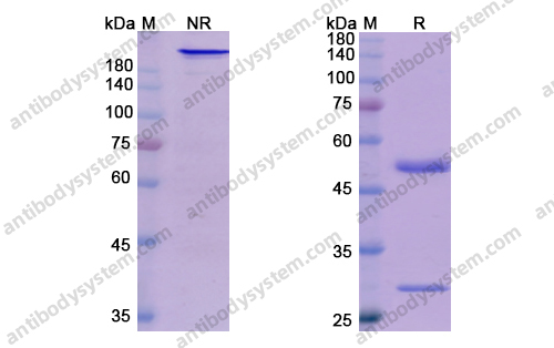 Research Grade Bermekimab