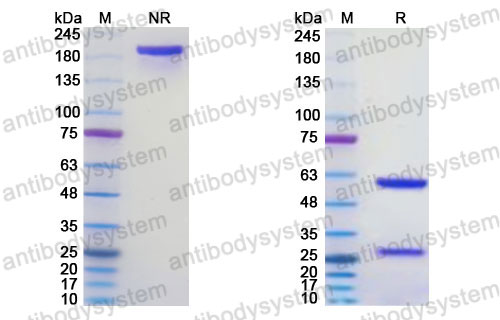 Research Grade Firsekibart