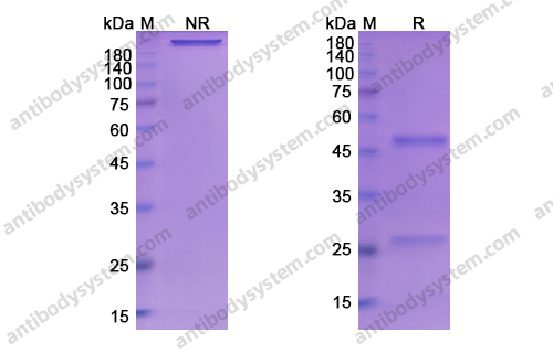 Research Grade Basiliximab