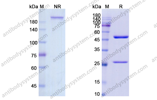 Research Grade Clenoliximab