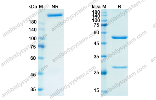 Research Grade Priliximab