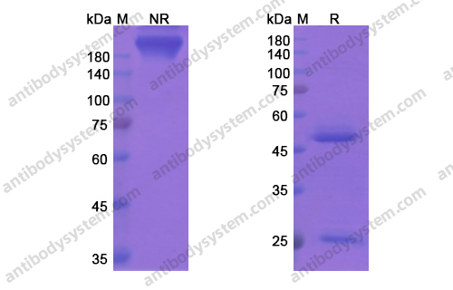 Research Grade Apolizumab