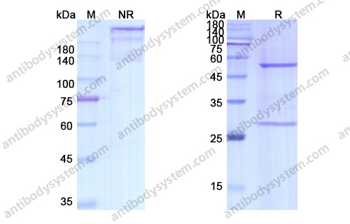 Research Grade Dezamizumab