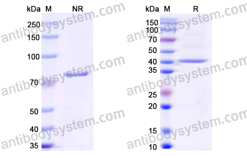 Research Grade Radretumab
