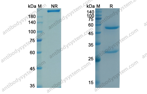 Research Grade Tacatuzumab