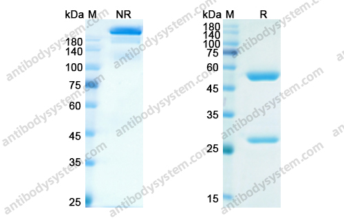 Research Grade Eldelumab