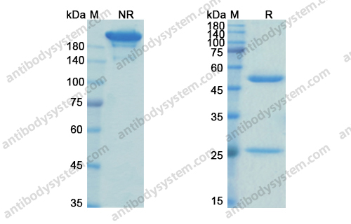Research Grade Abelacimab