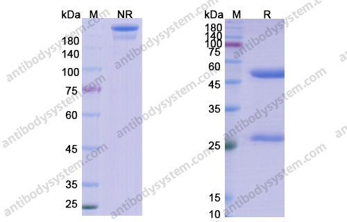 Research Grade Lanadelumab