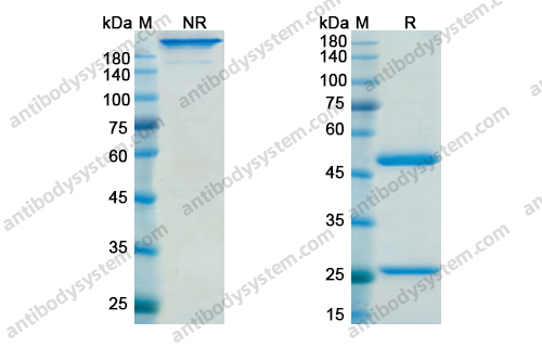 Research Grade Gimsilumab