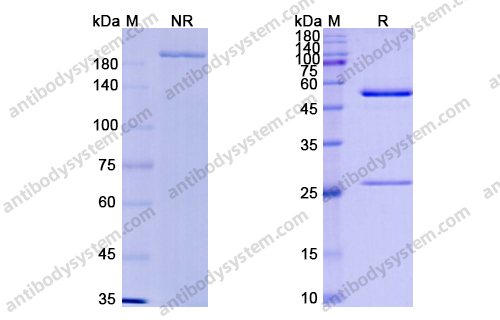 Research Grade Milatuzumab