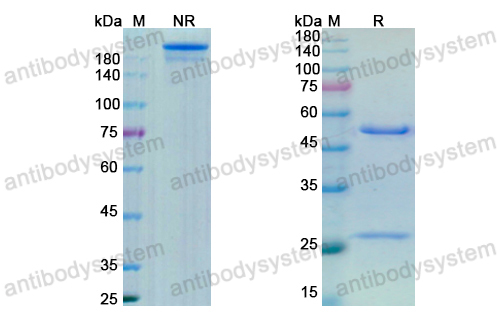 Research Grade Anti-Human VWF Antibody (AJW200)
