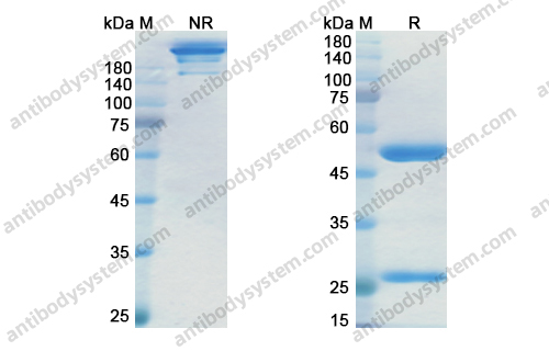 Research Grade Margetuximab