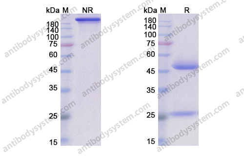 Research Grade Timigutuzumab