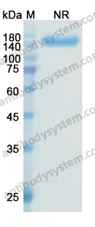Research Grade Zanidatamab