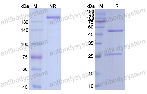 Research Grade Runimotamab